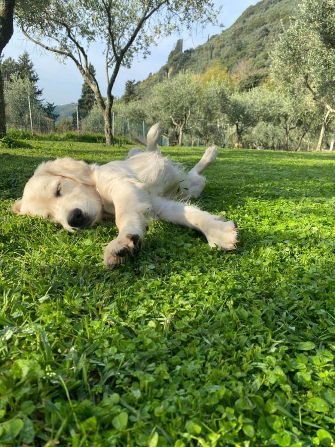 Sotto Il Cielo Di Toscana Appartamenti In Tenuta Only Adults No Pet Camaiore Exterior photo