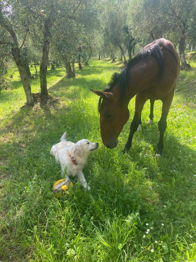 Sotto Il Cielo Di Toscana Appartamenti In Tenuta Only Adults No Pet Camaiore Exterior photo